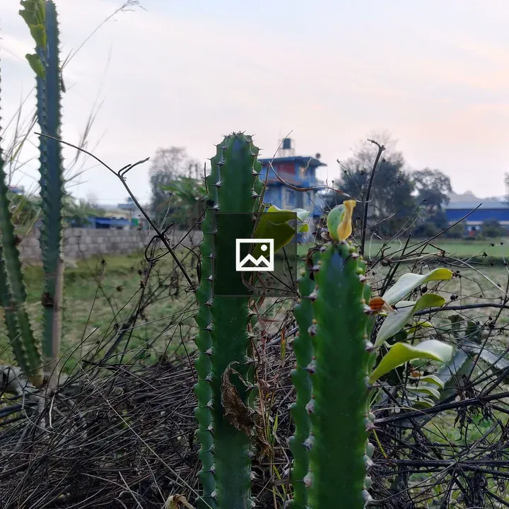 Close-up of tall cacti