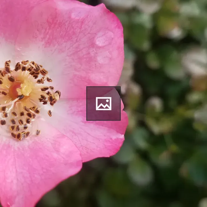 Rose during the storm