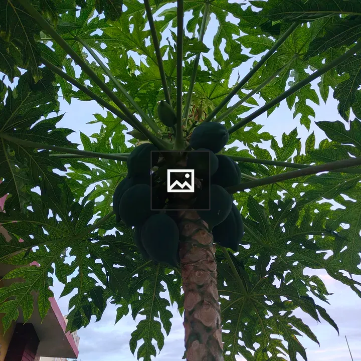 Papaya Tree Close-Up