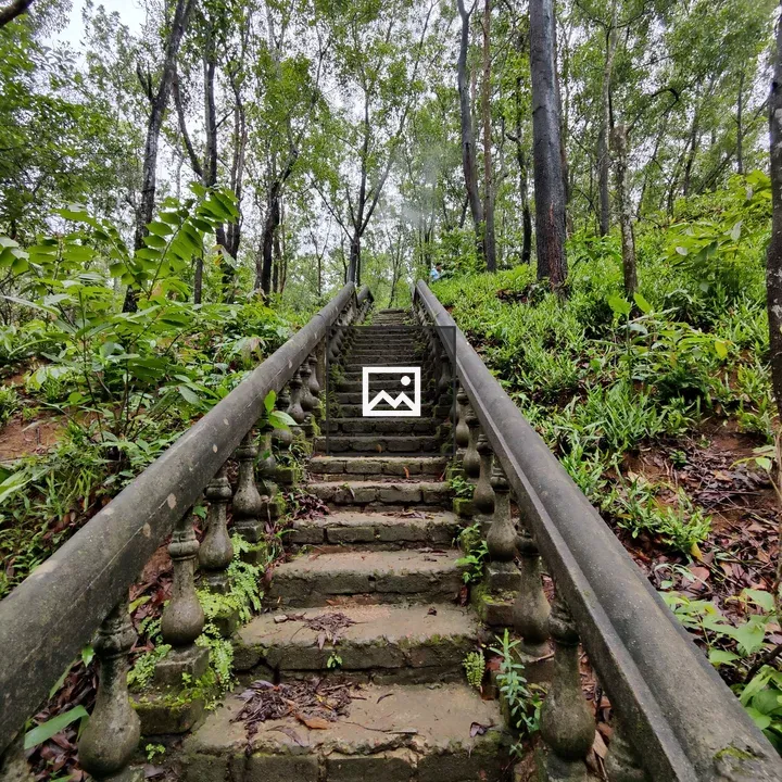Stone staircase with foliage
