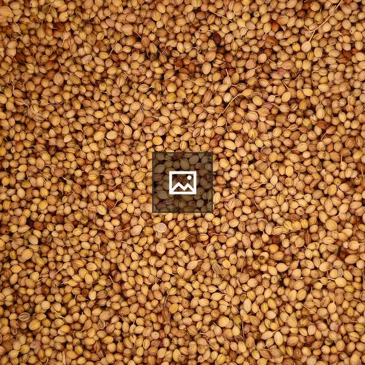 Dried coriander seeds close-up