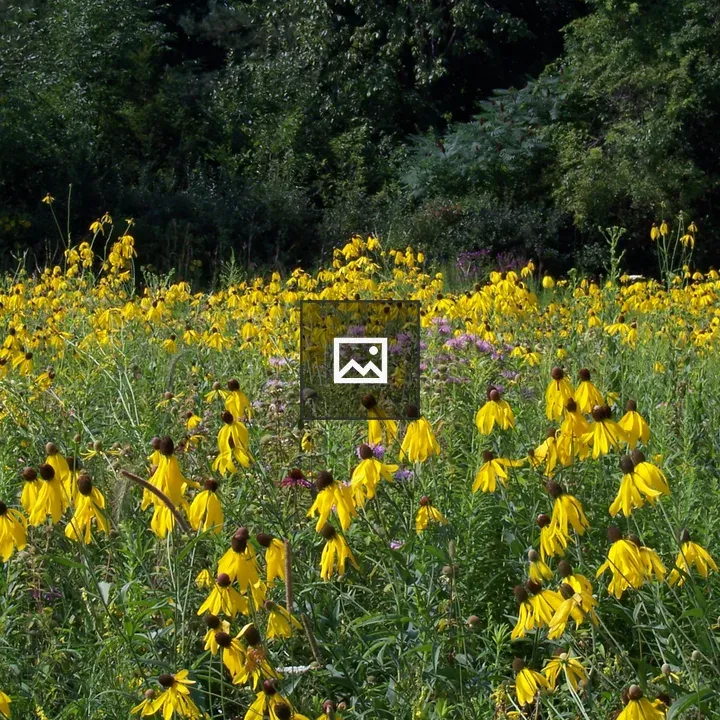 Michigan wildflowers in a field
