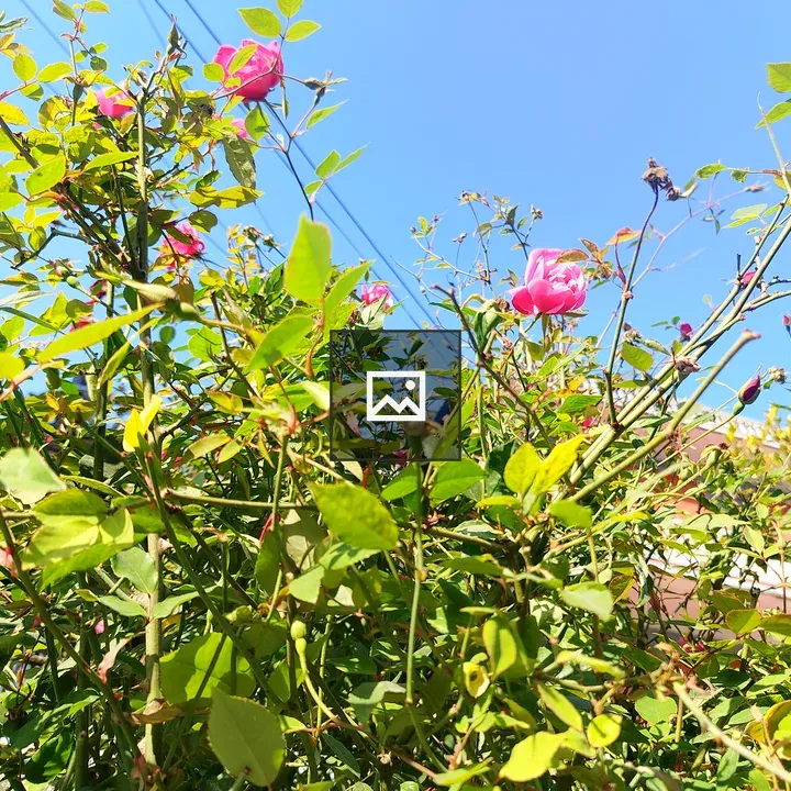 Close-up of green bush with pink flowers