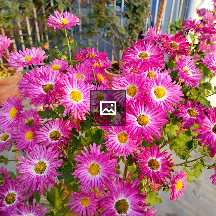 Bouquet of Pink Flowers