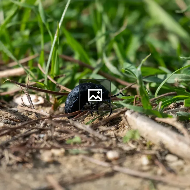 Dark blue bug crawling on ground