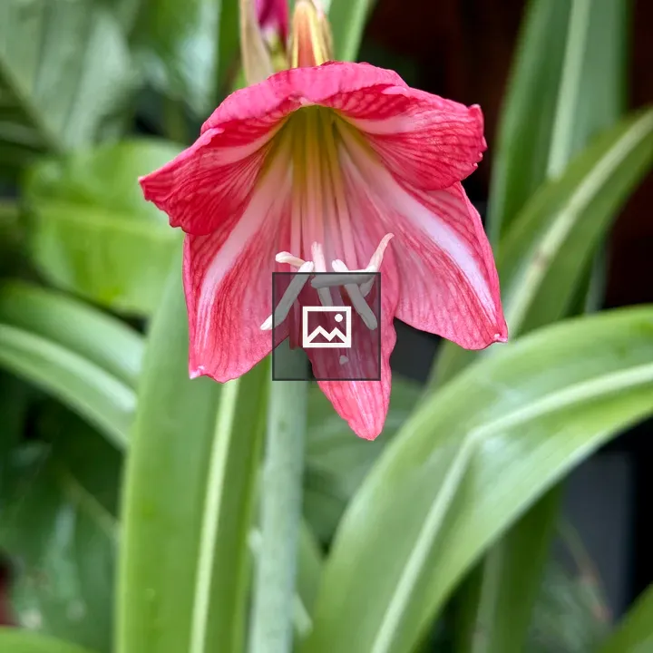 Pink lily in bloom