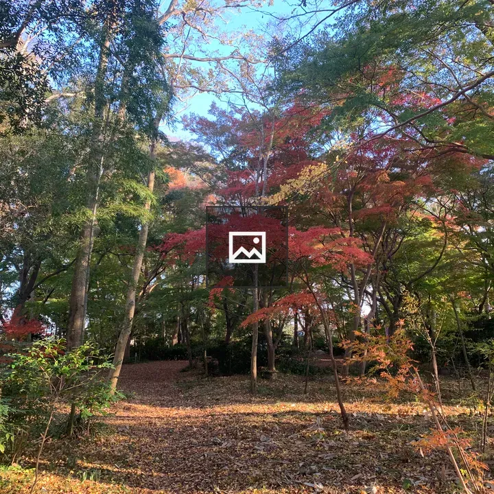 Autumn Forest in Toeda's Forest
