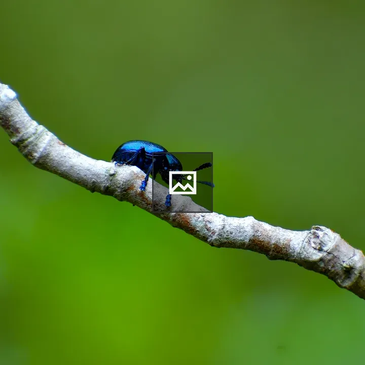 Blue insect on branch