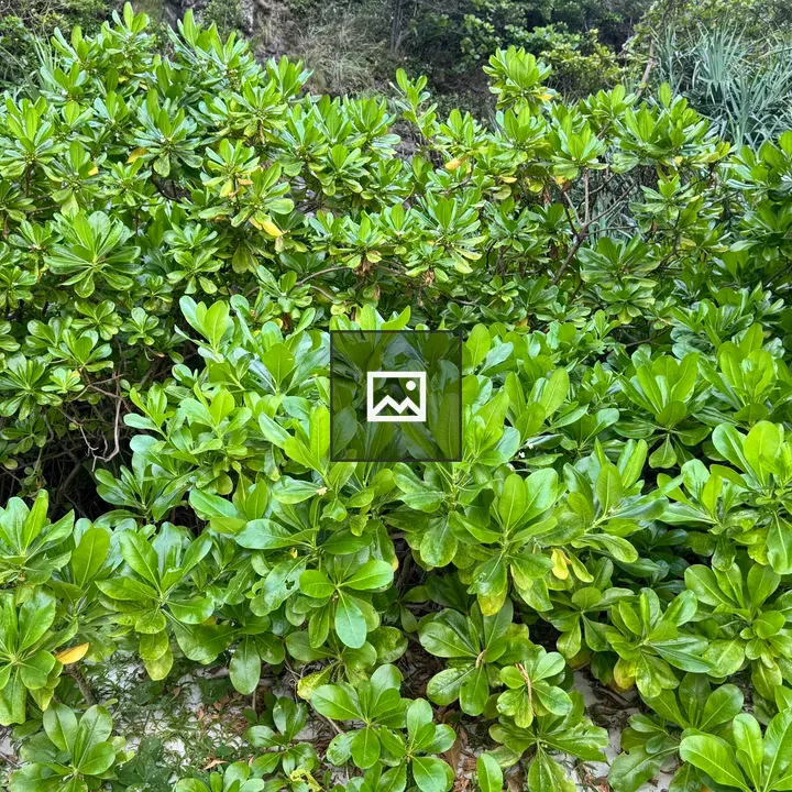 Close-up of green bushes on white sand
