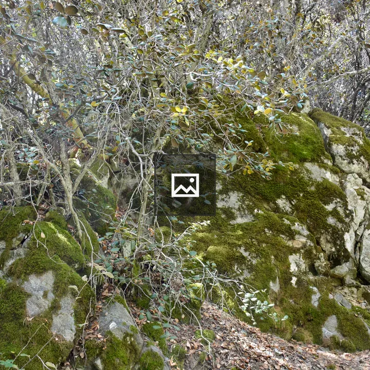 Mossy rocks in Troodos mountains