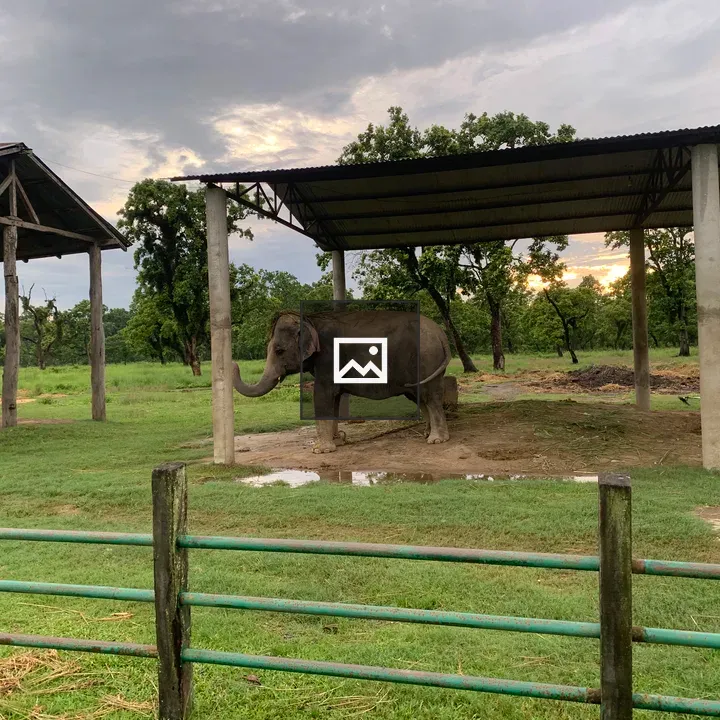 Elephant at Shelter