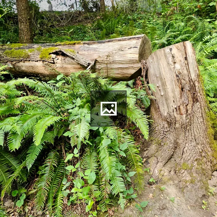 Fallen Mossy Tree in Fern Forest