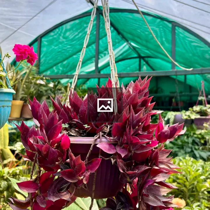 Hanging purple pot with burgundy leaves