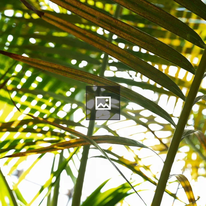 Sunlit palm leaves pattern