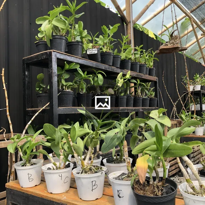 Grooming orchids