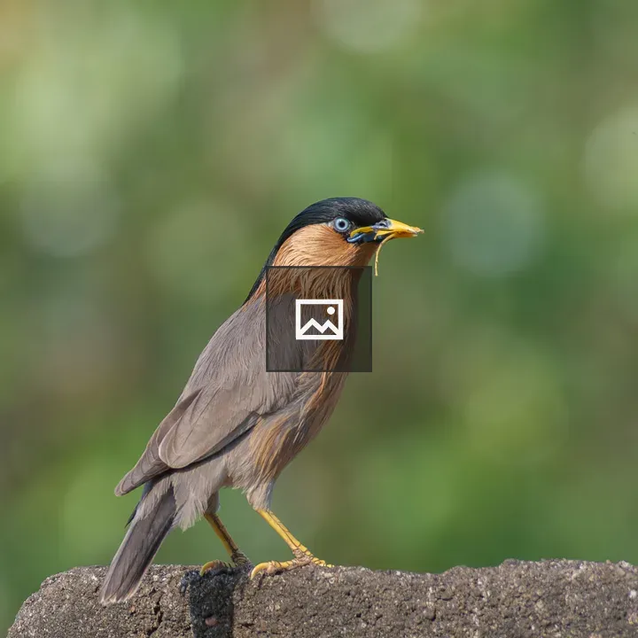 Brahminy Starling on Wall