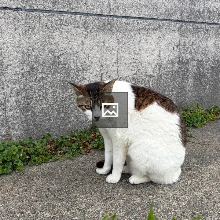 Cat shrugging at viewer