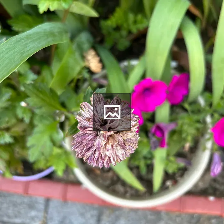 Purple Flower with Layered Petals