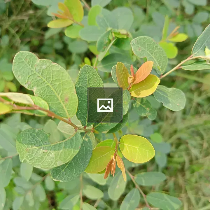 Leaf close-up in Kawtoli