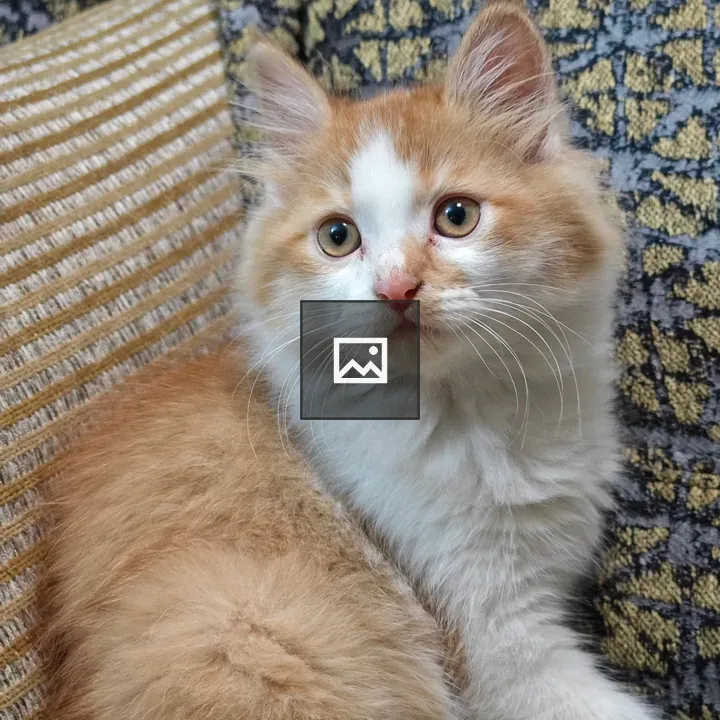 Cat with Magical Eyes