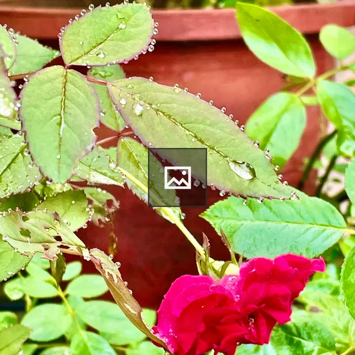 Leaves After Rain in Garden