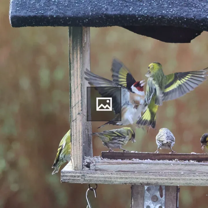Siskin and Goldfinch at Bird Feeder