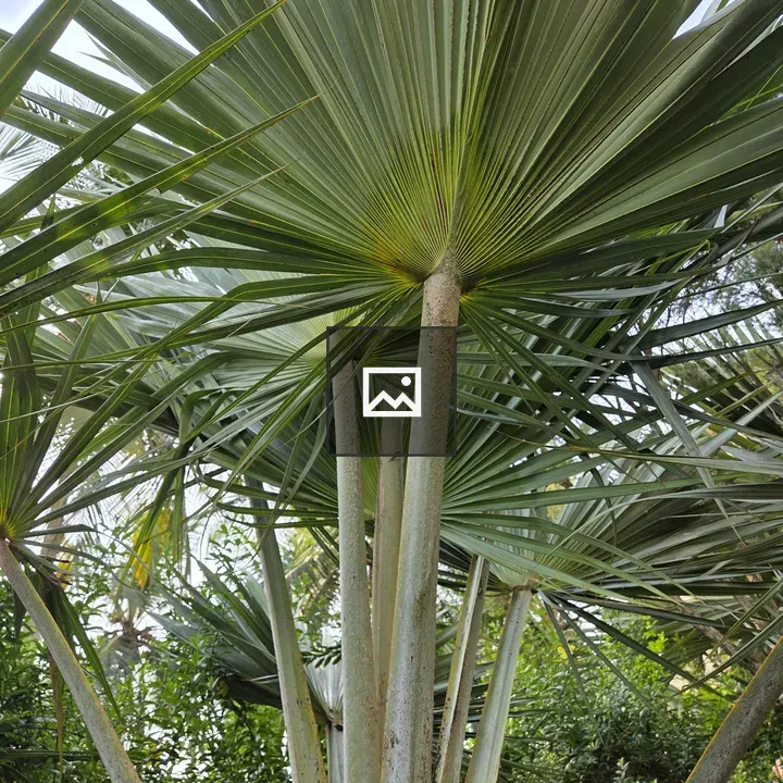 Palm Leaves Close-Up