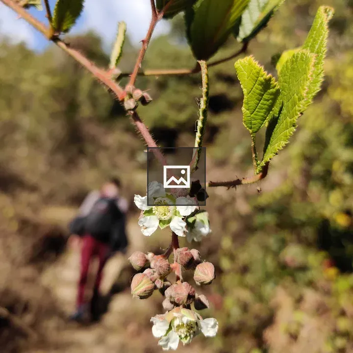 Wild Flower on Hiking Trail