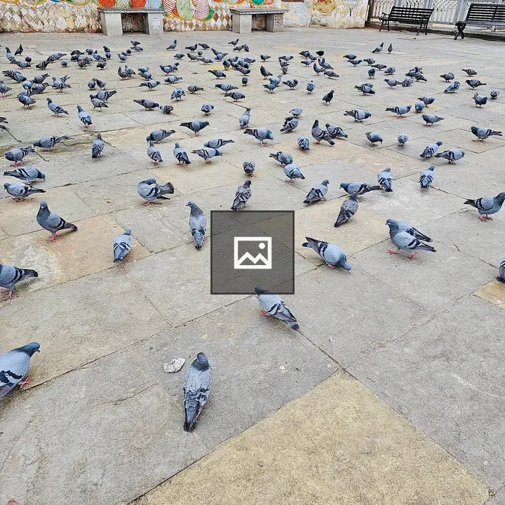 Pigeons on Stone Courtyard