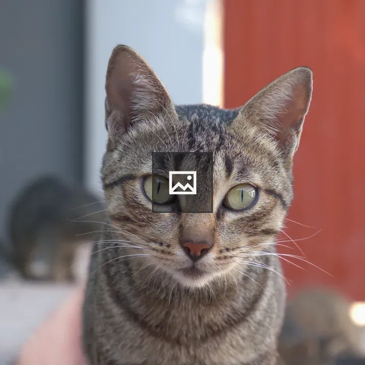 Stray cat close up portrait