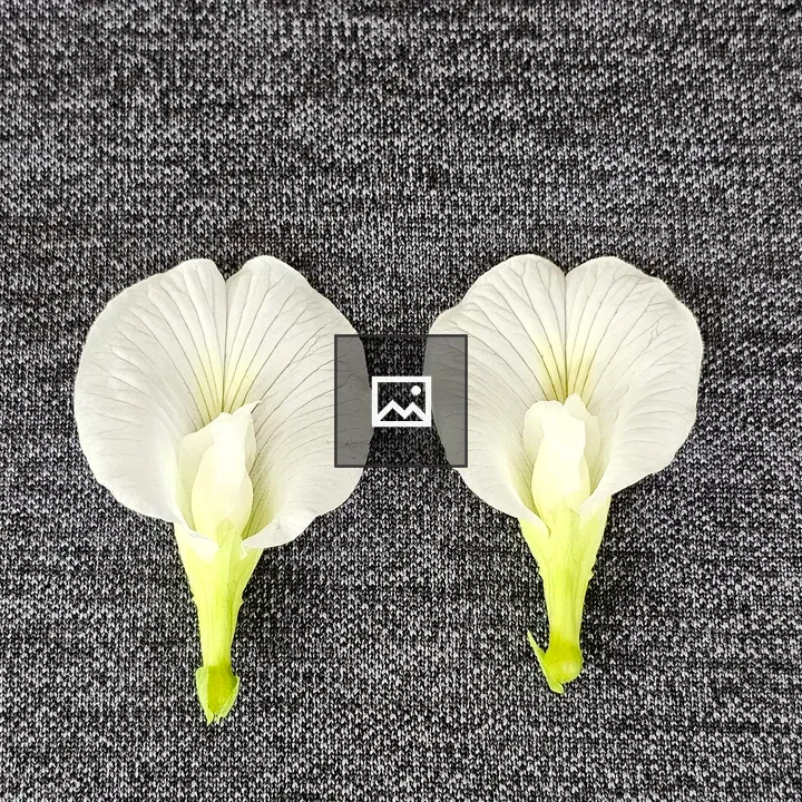 Two white pigeonwings flowers