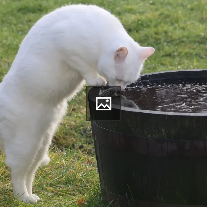 White cat drinking from a barrel