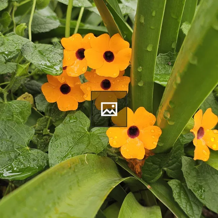 Orange Black-eyed Susan vine flowers