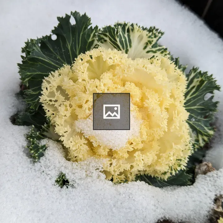 Kale Growing in Snow