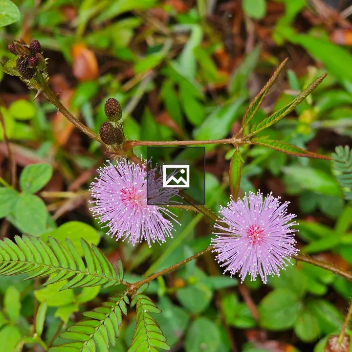 Mimosa pudica twin flower