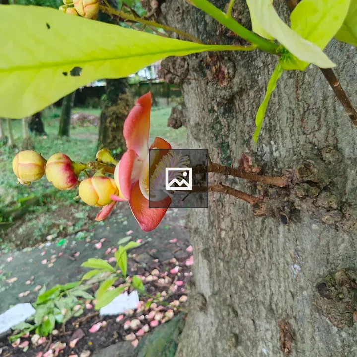 Close-up Flower on Tree Trunk