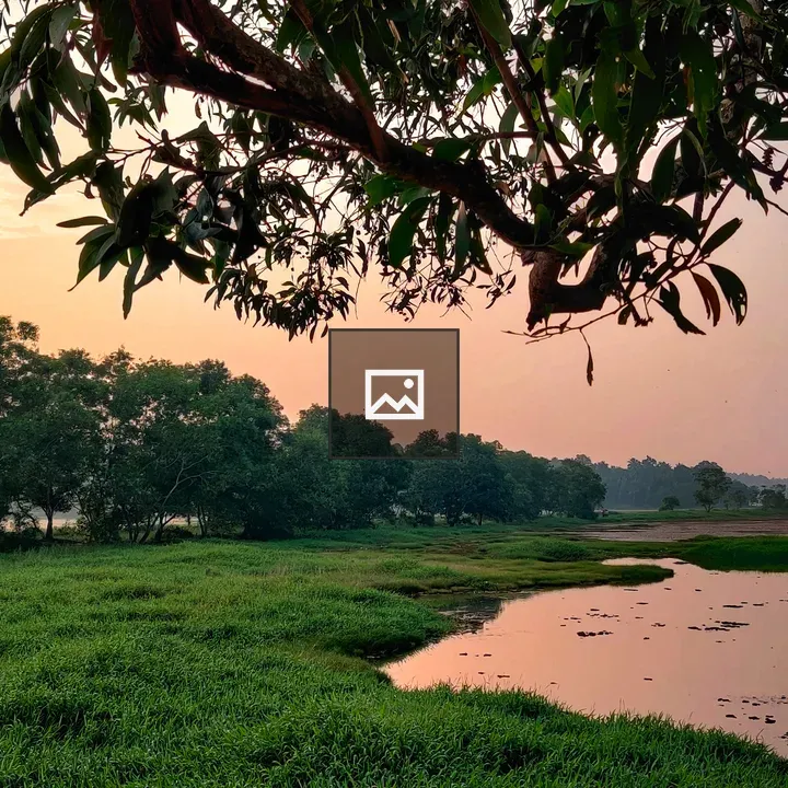 Sunrise over tree lines at Paddy Field