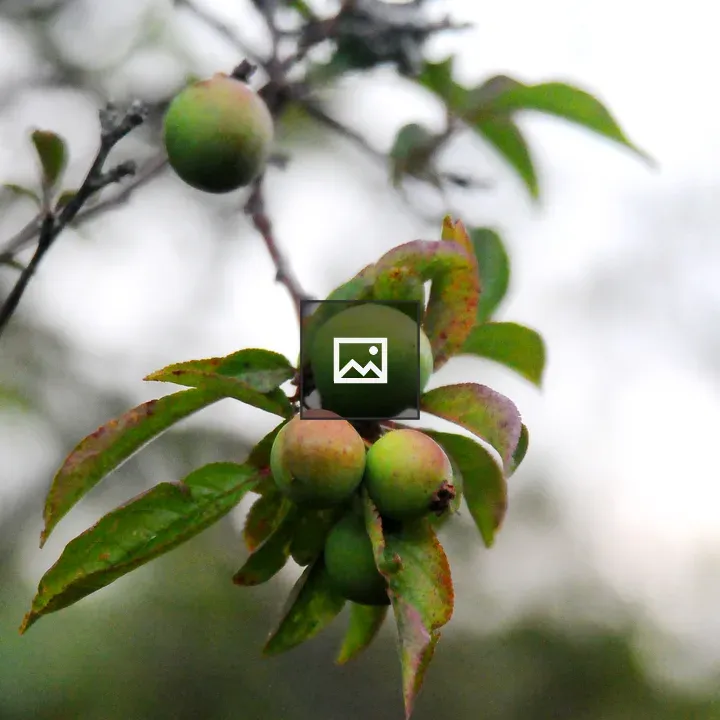 Green Apple Fruits