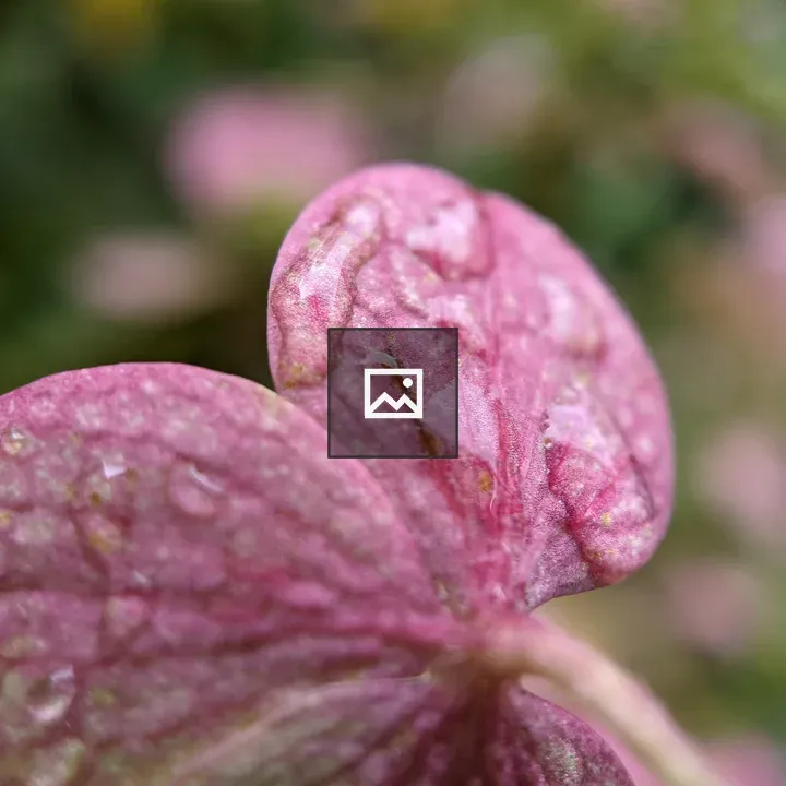 Water droplets on hydrangea petal