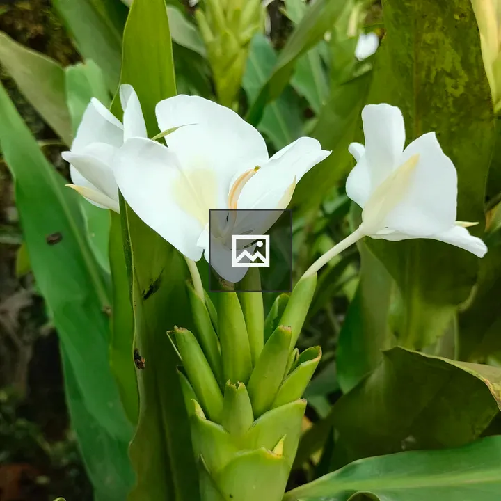 Elegant white ginger lilies