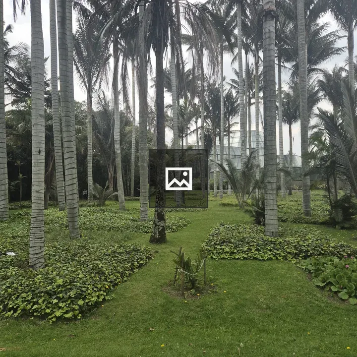 Garden with Tall Palm Trees
