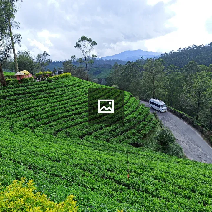 Terraced tea plantations with road
