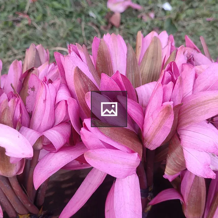 Pink water lilies close-up
