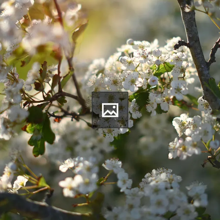 Close-up of blooming white flowers