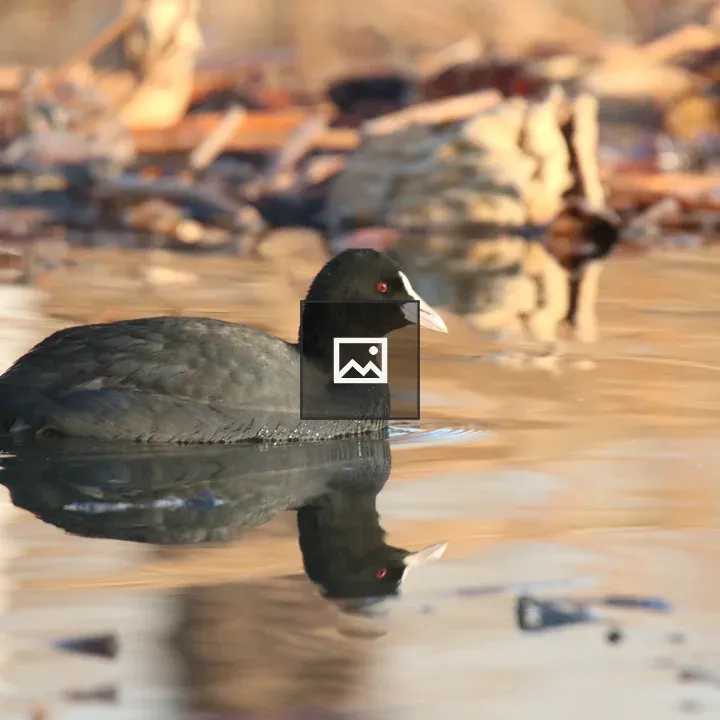 Eurasian Coot on Lake
