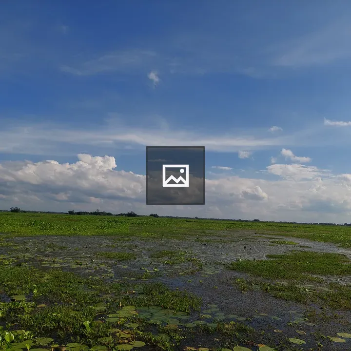 Swamp Land Scene