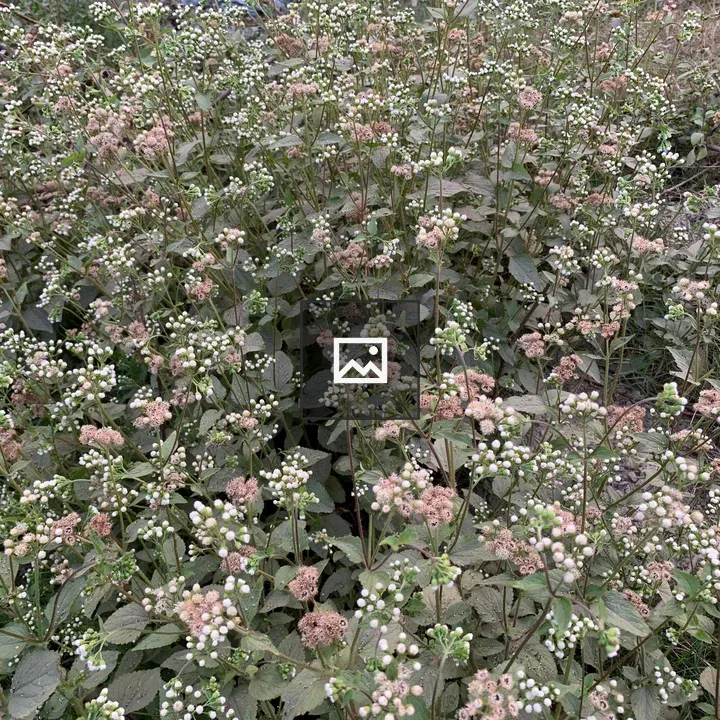 Patch of flowering plants