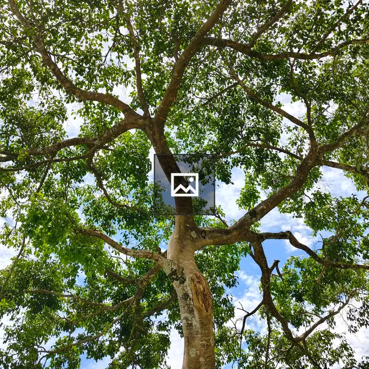 Tree Trunk and Canopy from Below