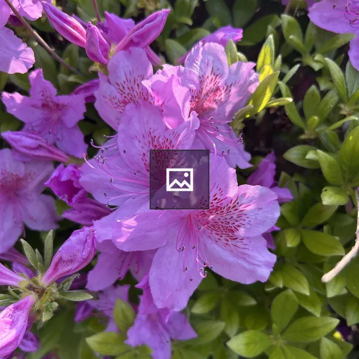 Azalea close-up bloom