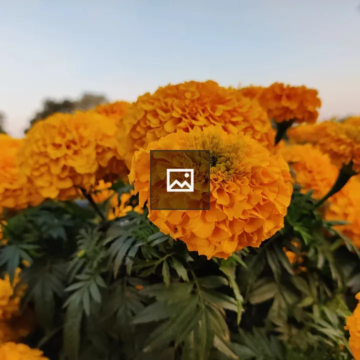 OrangeTagete Flower